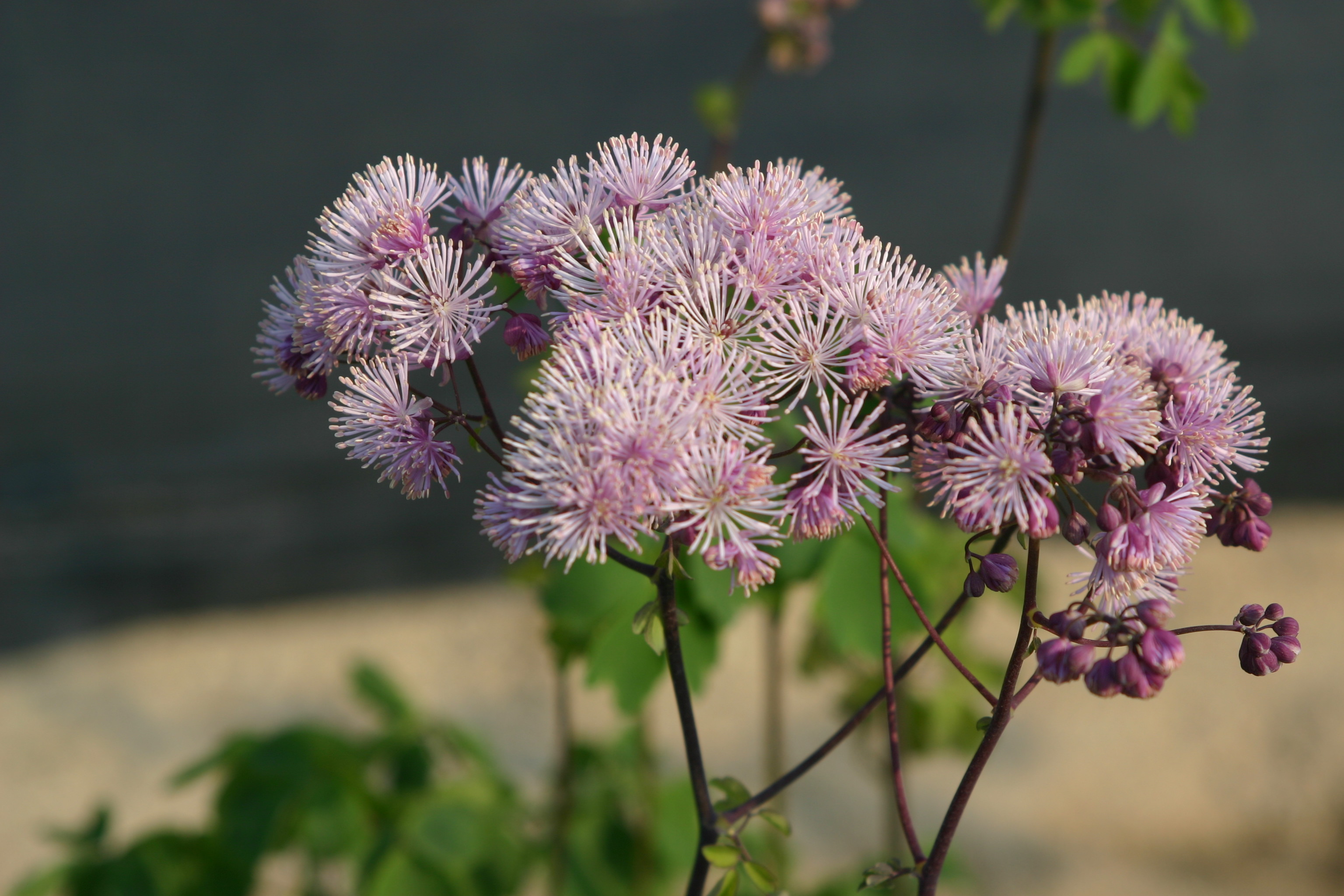 Thalictrum aquilegifolium